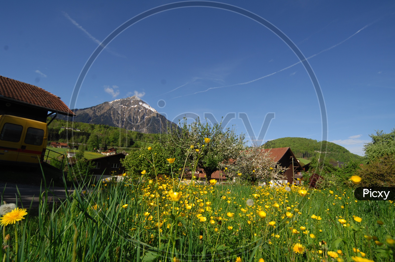 Swiss houses in the meadows with  Swiss alps in the background and alpine garden in the fore ground