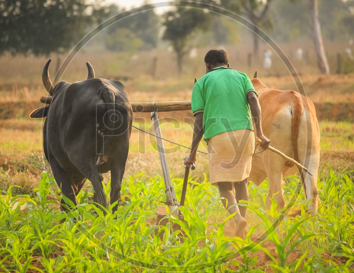 Indian Farmer Cultivating Land with Cows