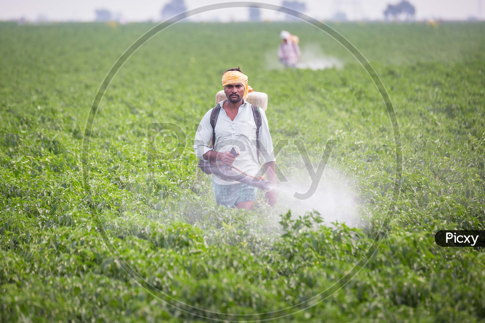 Farmer spraying pesticide in a crop