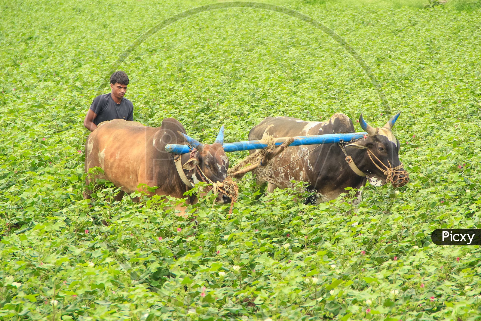 A Young Indian  Farmer Ploughing With Bullocks  in a Farm