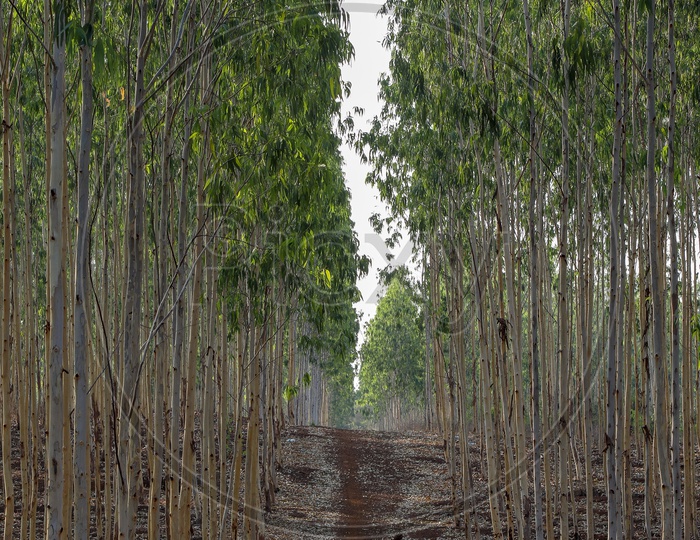 Path ways In Eucalyptus Farm