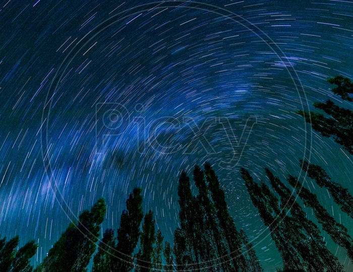 Star trails during the night amidst of poplar trees