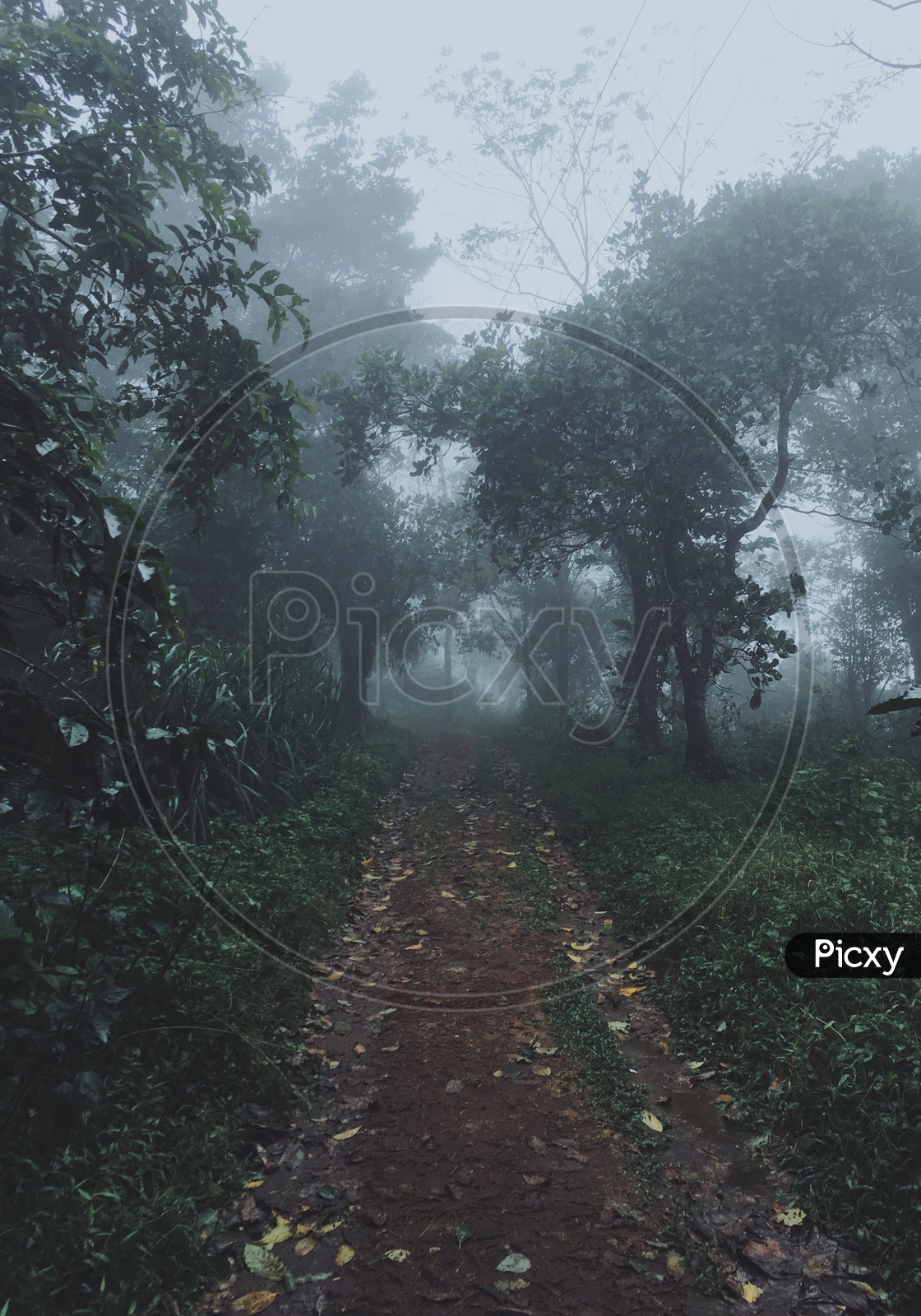 A path through the foggy forest