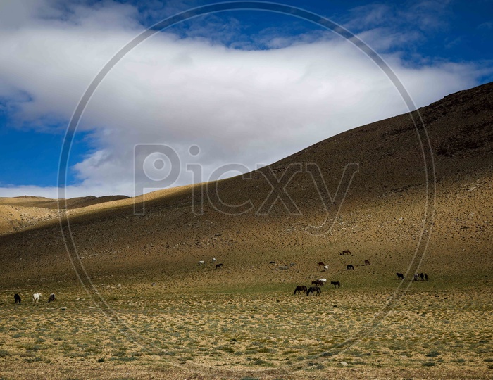 Landscape of Foals grazing by the green lands alongside the mountains