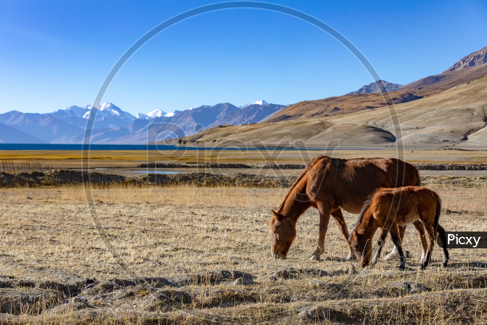 Foals grazing in the grassland with snow capped mountains in the background