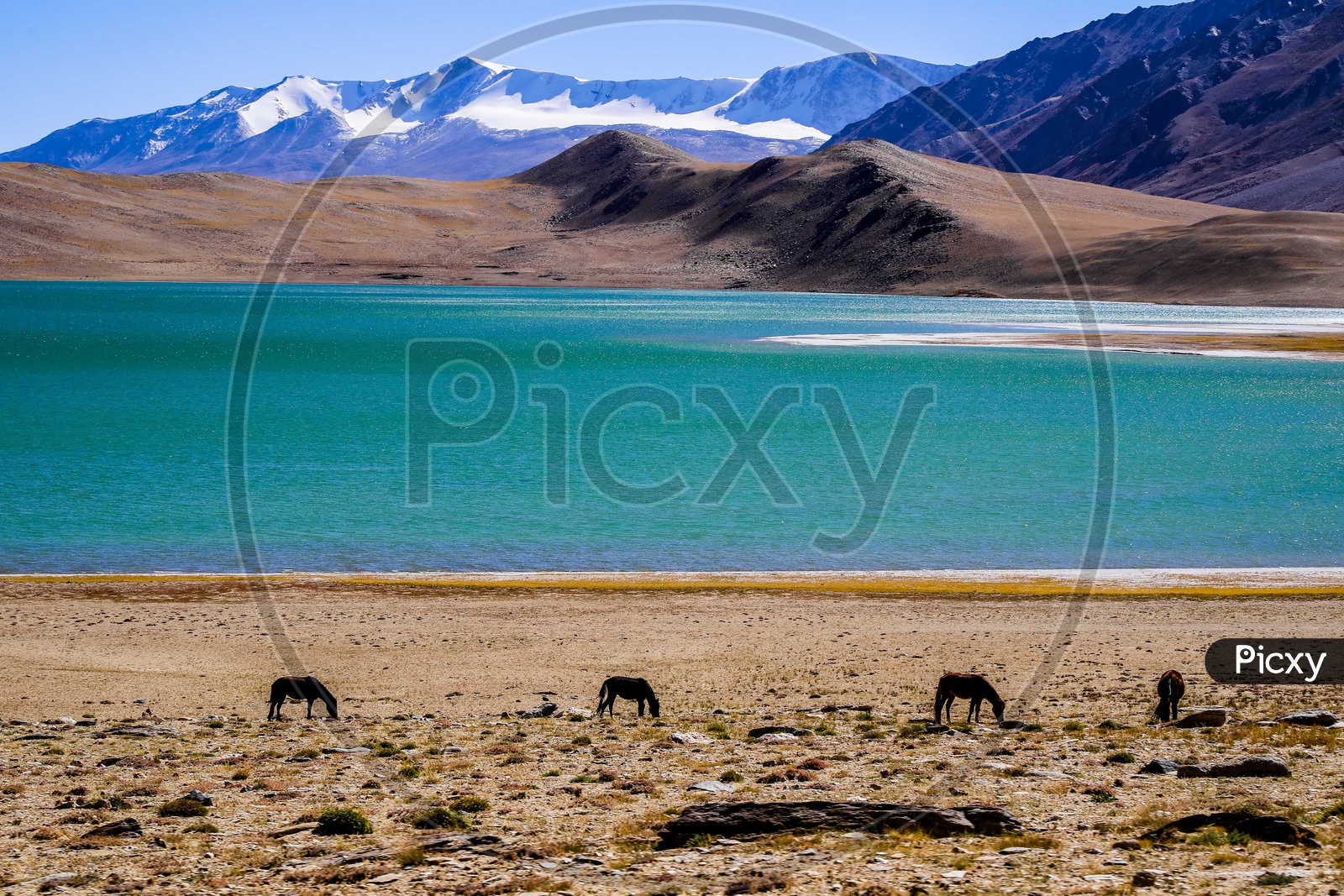 Landscape of the Pangong Lake alongside the foals grazing with the snow capped mountains in the background