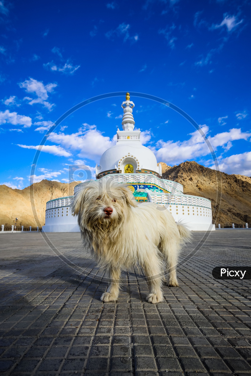 Sapsali Dog infront Shanti Stupa