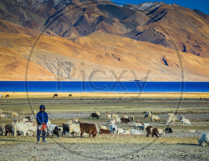 Woman standing in front of the Pashmina goats alongside the Pangong Lake