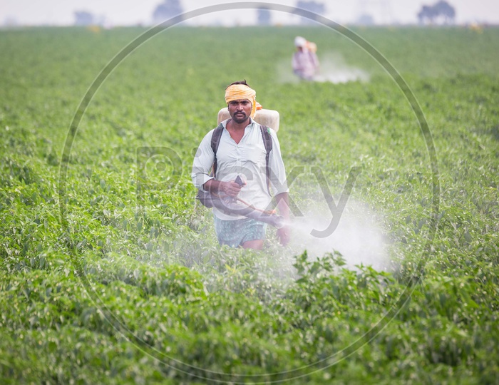 Farmer spraying pesticide in a crop