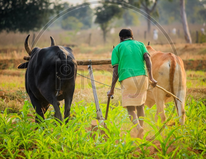 Indian Farmer Cultivating the land with Cows