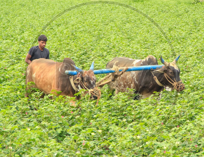A Young Indian  Farmer Ploughing With Bullocks  in a Farm