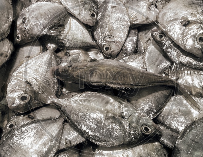 Fishes in a Fish Market