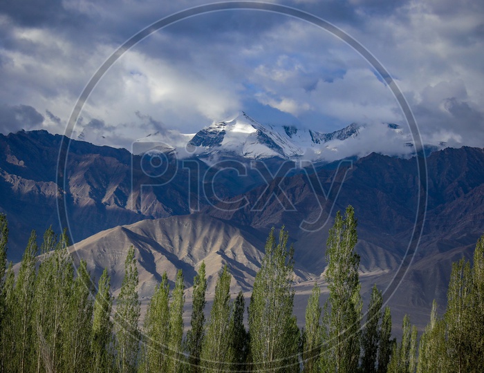 Poplar trees in front of the snow capped mountains