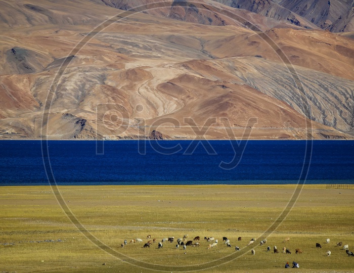 Landscape of Pashmina Goats grazing in the grassland alongside the Pangong Lake with sandstone mountains in background