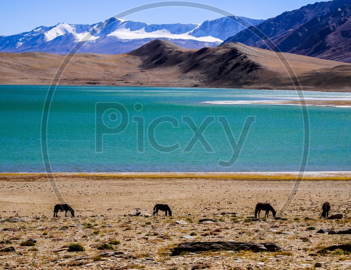 Landscape of the Pangong Lake alongside the foals grazing with the snow capped mountains in the background