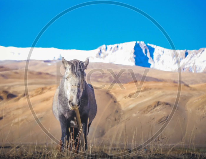 Stallion grazing with snowy moutains in the background
