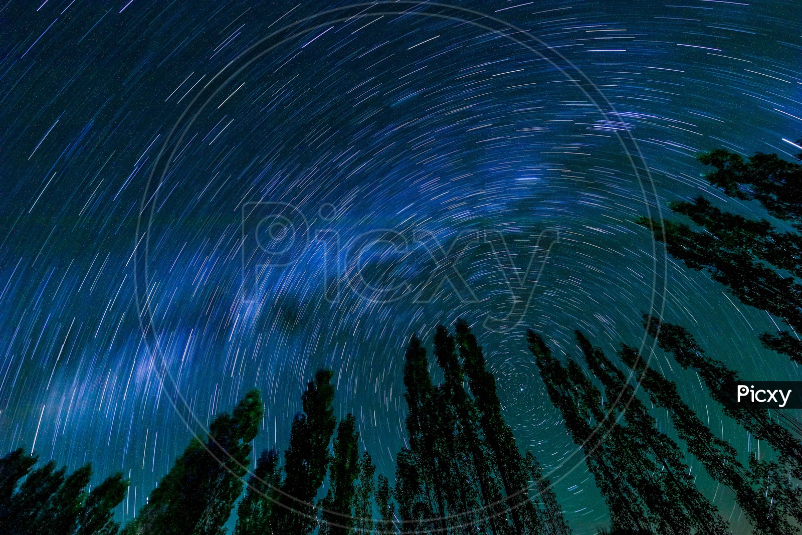 Star trails during the night amidst of poplar trees