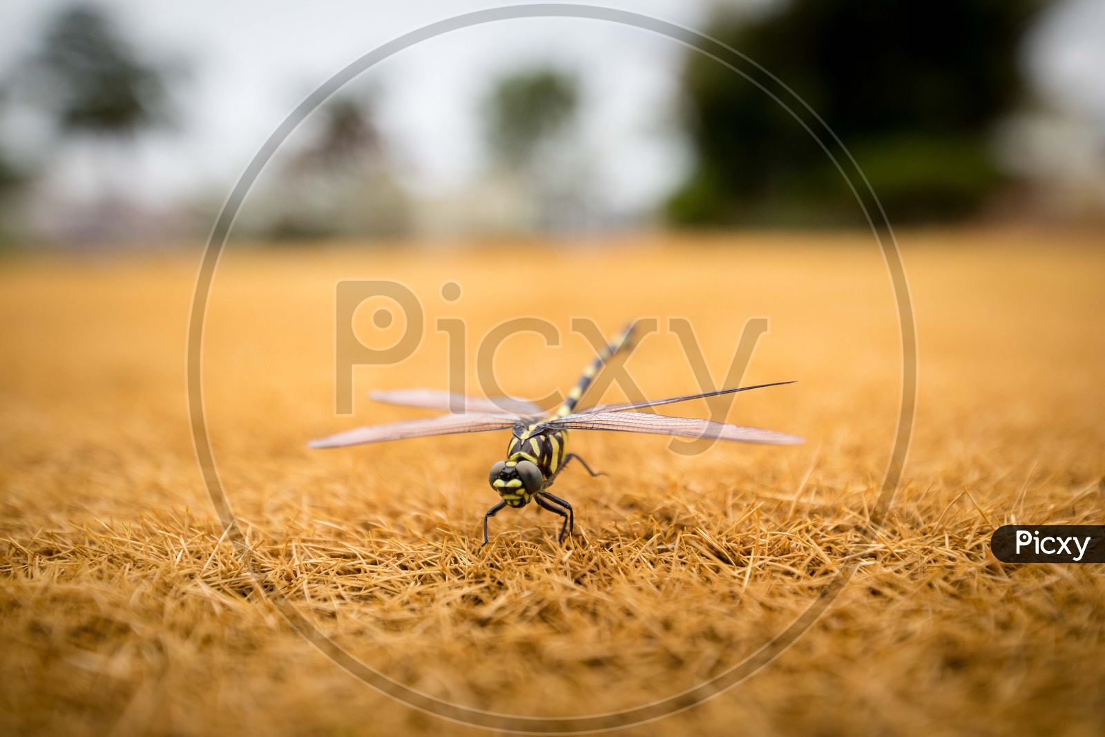 A Macro Shot of a Dragon Fly