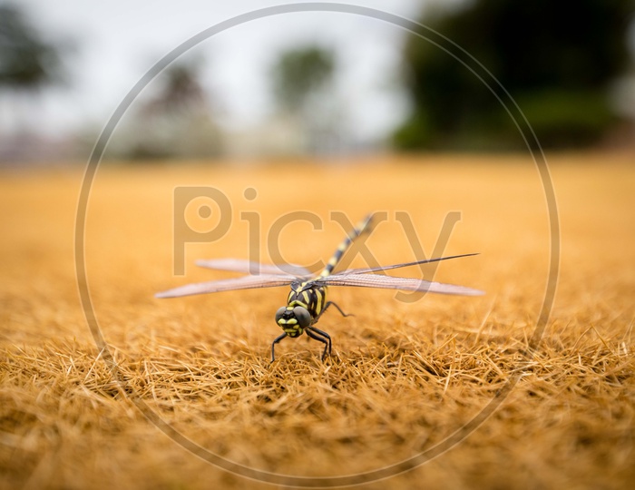 A Macro Shot of a Dragon Fly