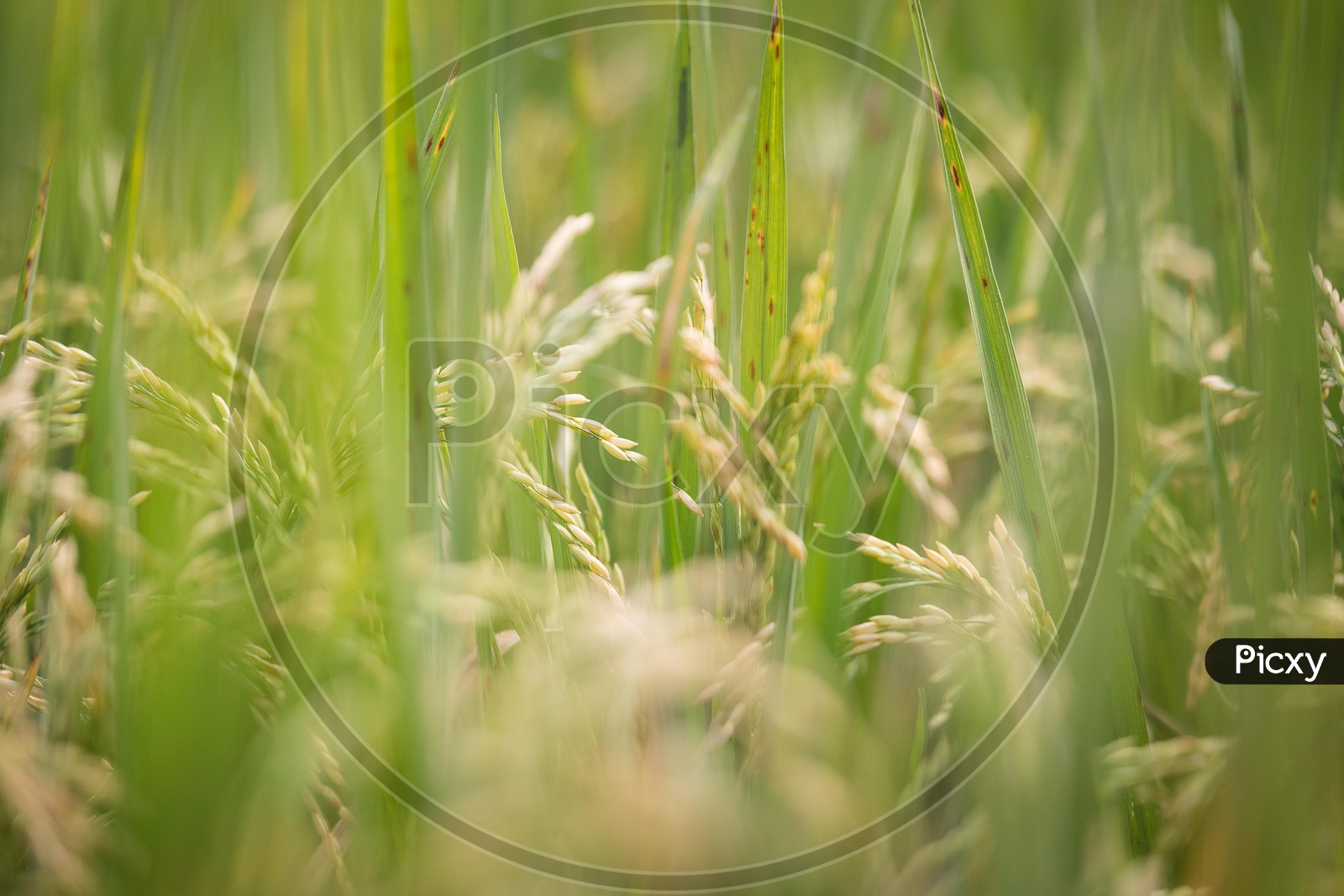 Rice grains in the field