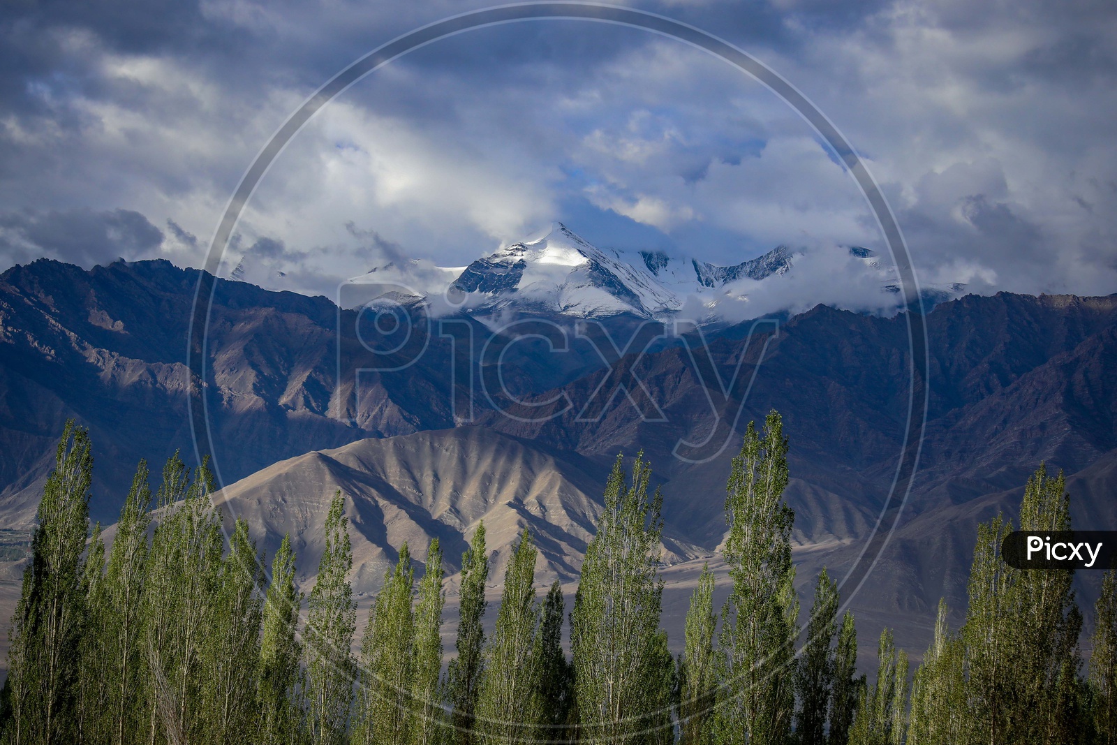 Poplar trees in front of the snow capped mountains