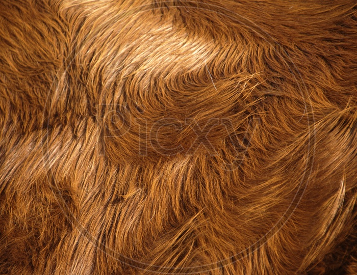 Abstract Animal Fur Texture