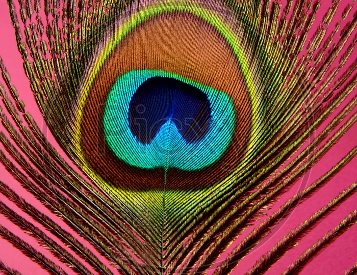 Close-up of Peacock feather