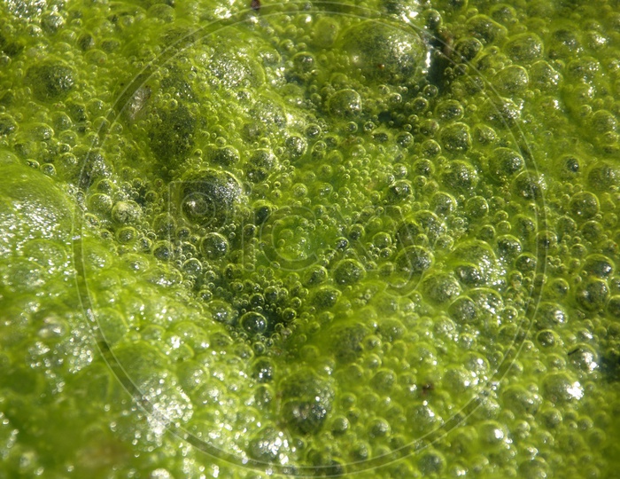 Moss in the water