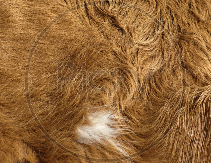 Abstract Animal Fur Texture