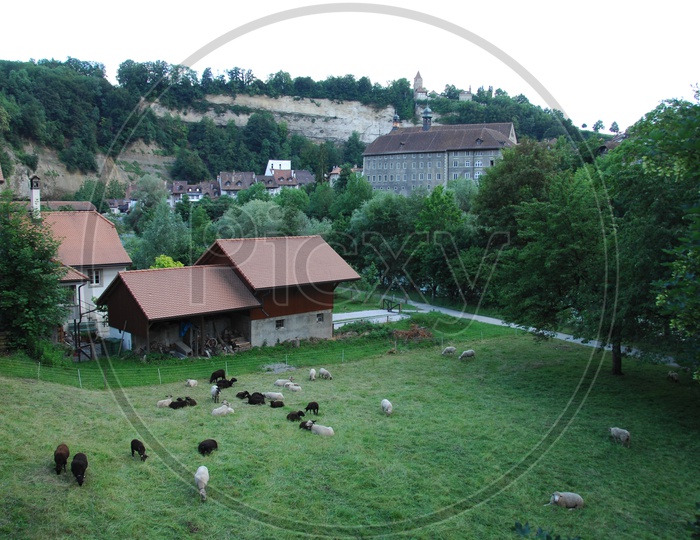 Cattle Farms In Switzerland