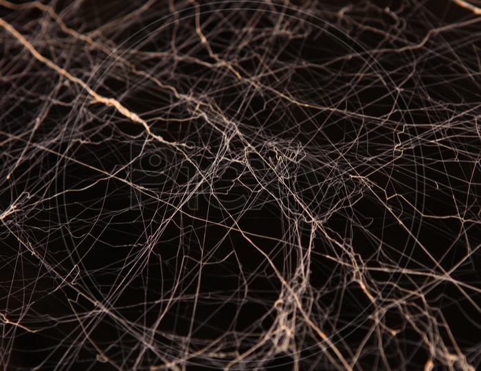 Abstract Spider Web