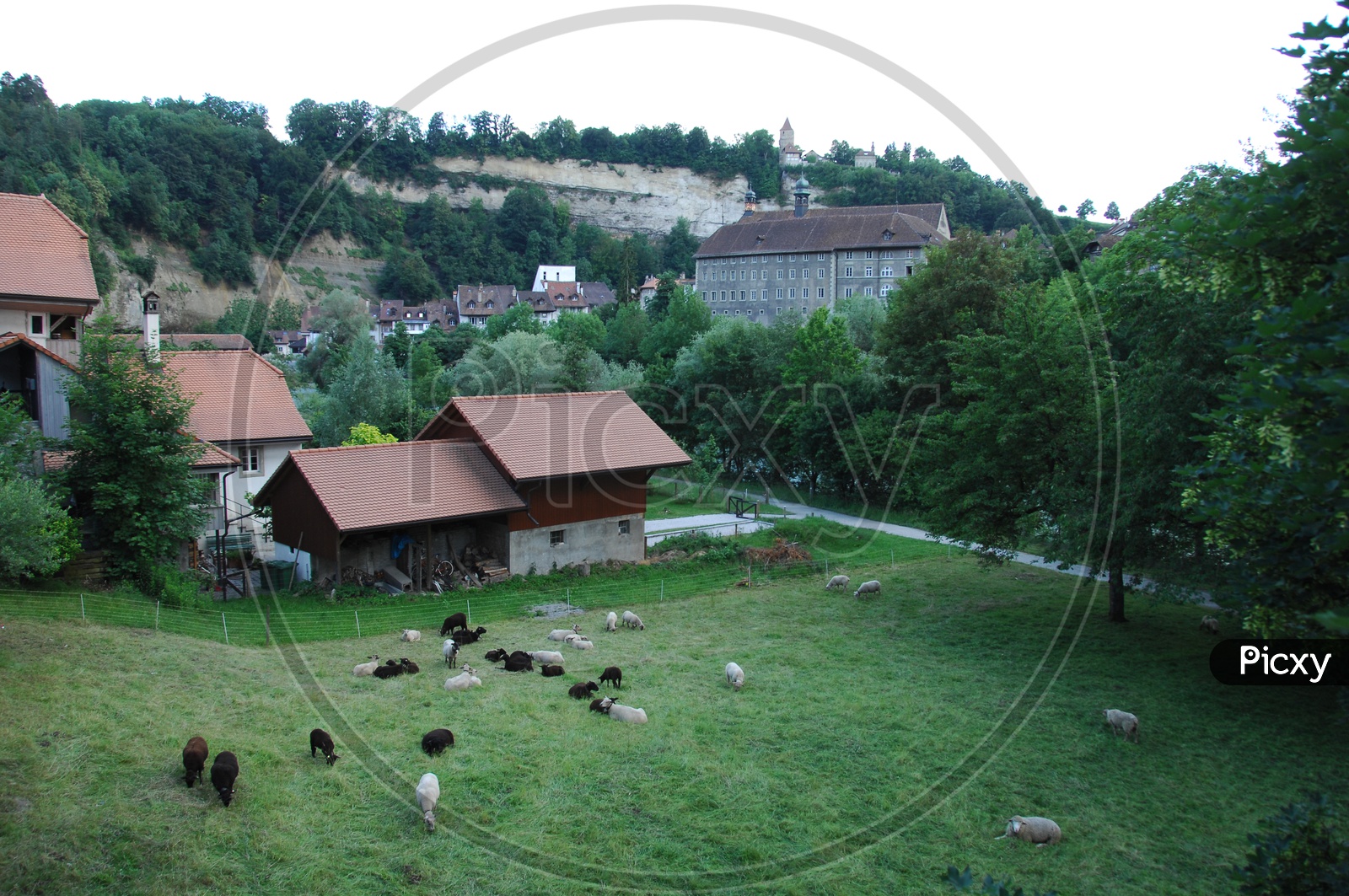 Cattle Farms In Switzerland