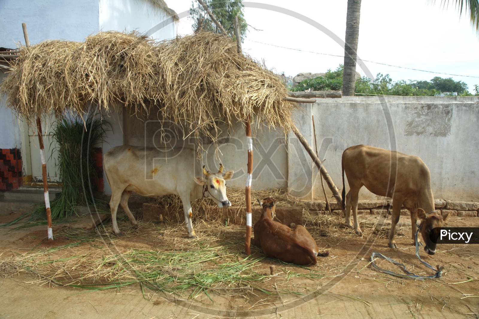 Cows at Rural area