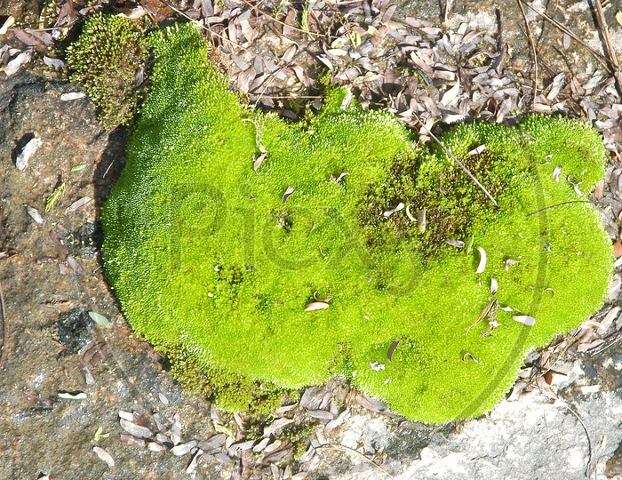 Moss on the Rock