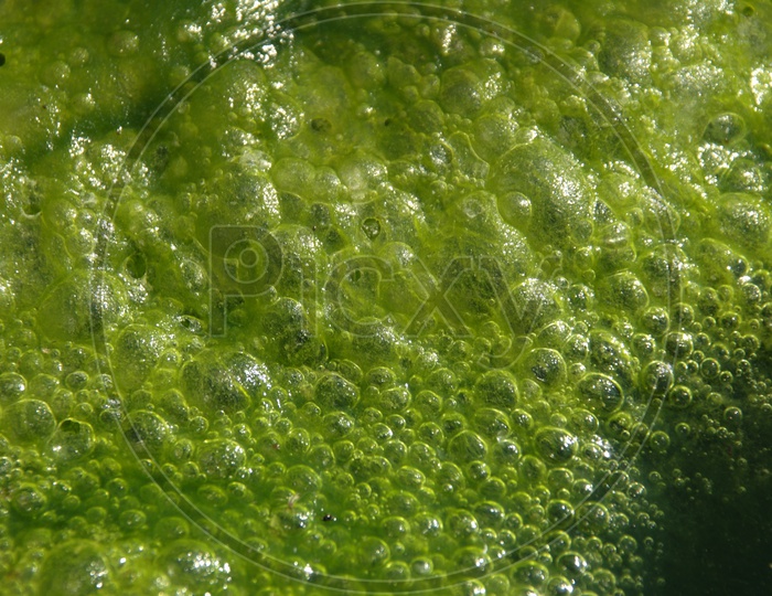 Moss in the water