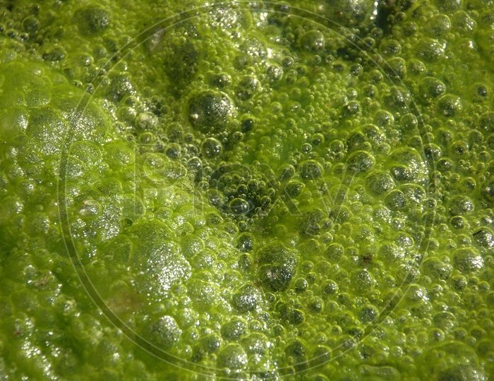 Moss in the Water
