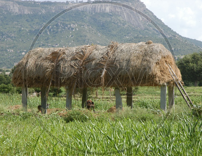 Hut at Rural area