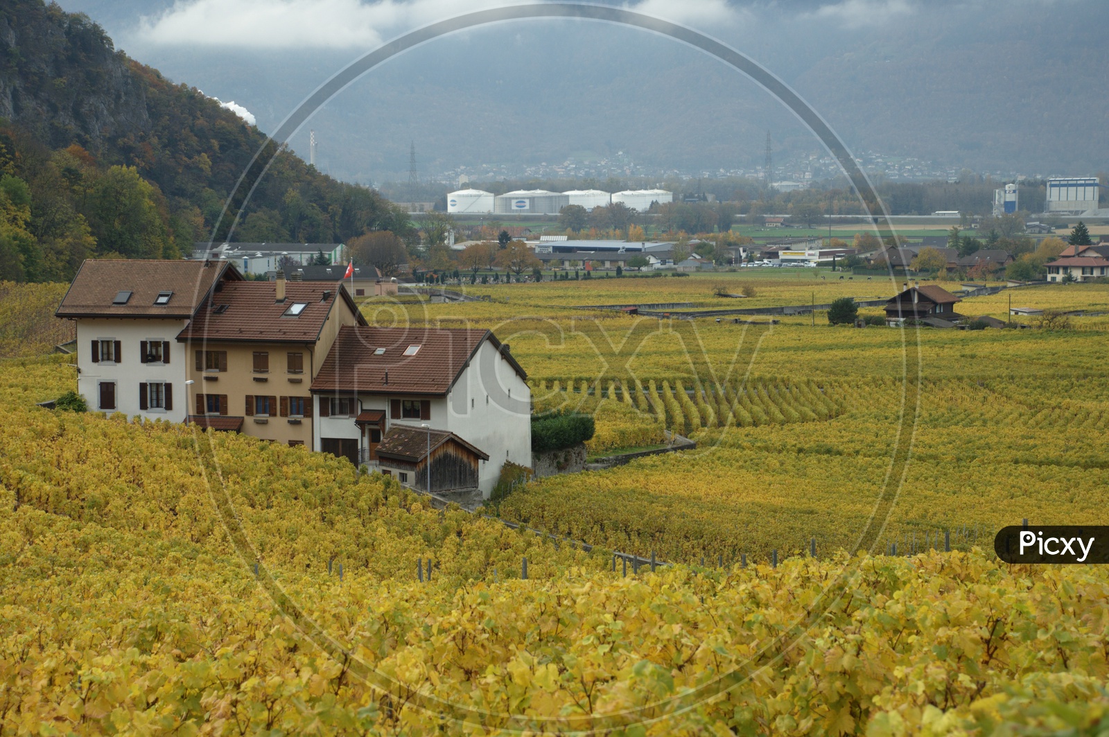 A House with yellow plants around and mountains in the background. Vineyard.