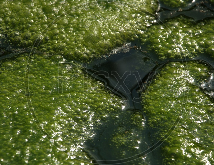 Moss in the Water