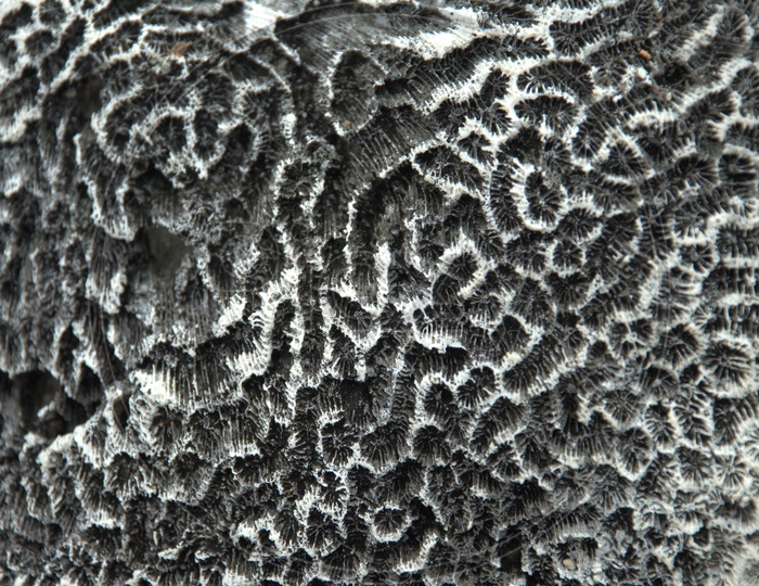 Abstract Raw stone Texture