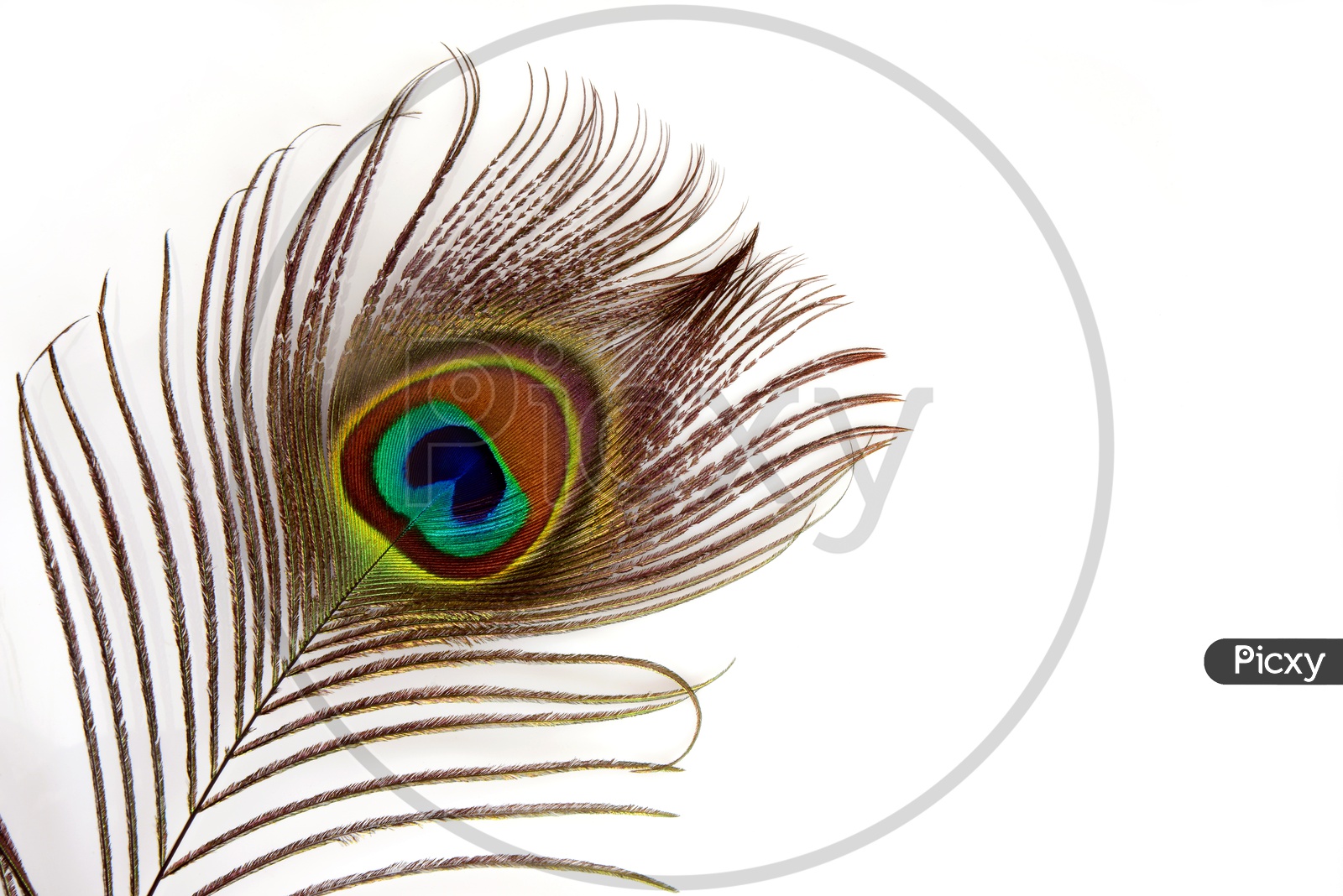 Close-up of Peacock feather