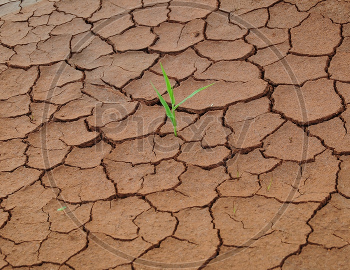 A Plant coming out of a Dry Drought affected Land