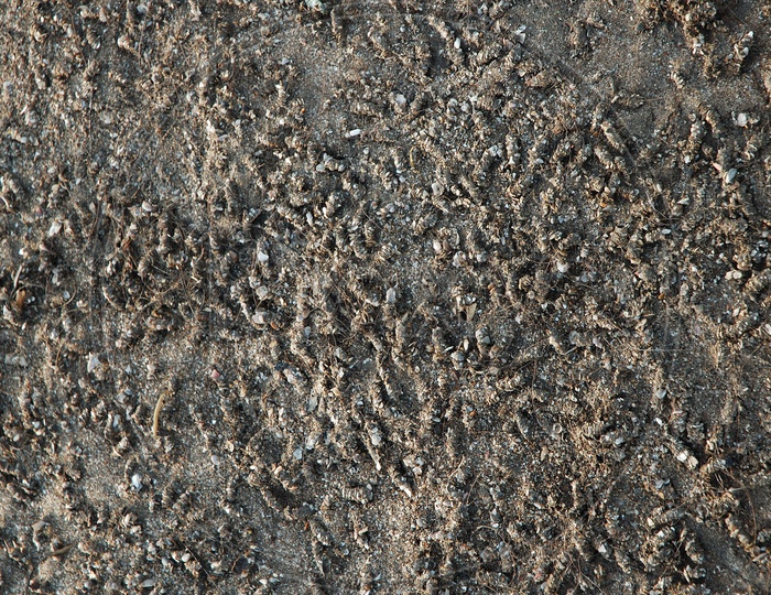 Abstract Sand Texture In a Beach