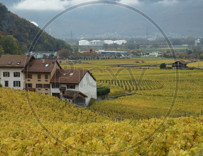 A House with yellow plants around and mountains in the background. Vineyard.