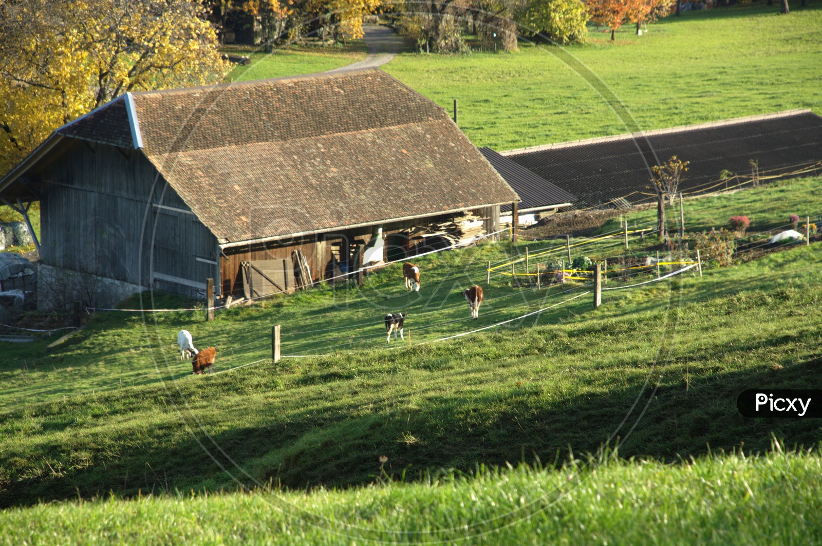 Houses with cattle grazing and greenery around