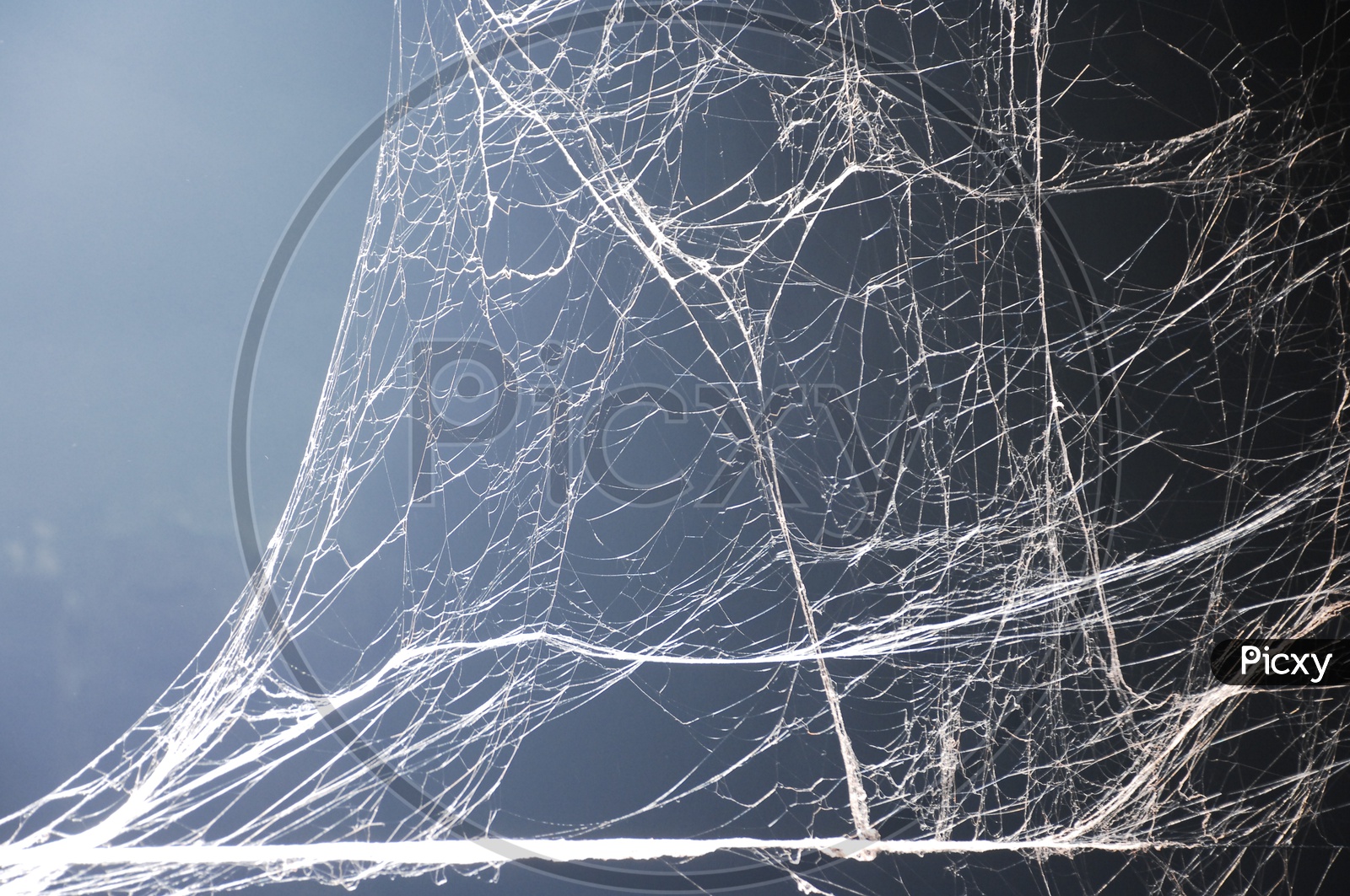 Abstract Spider Web