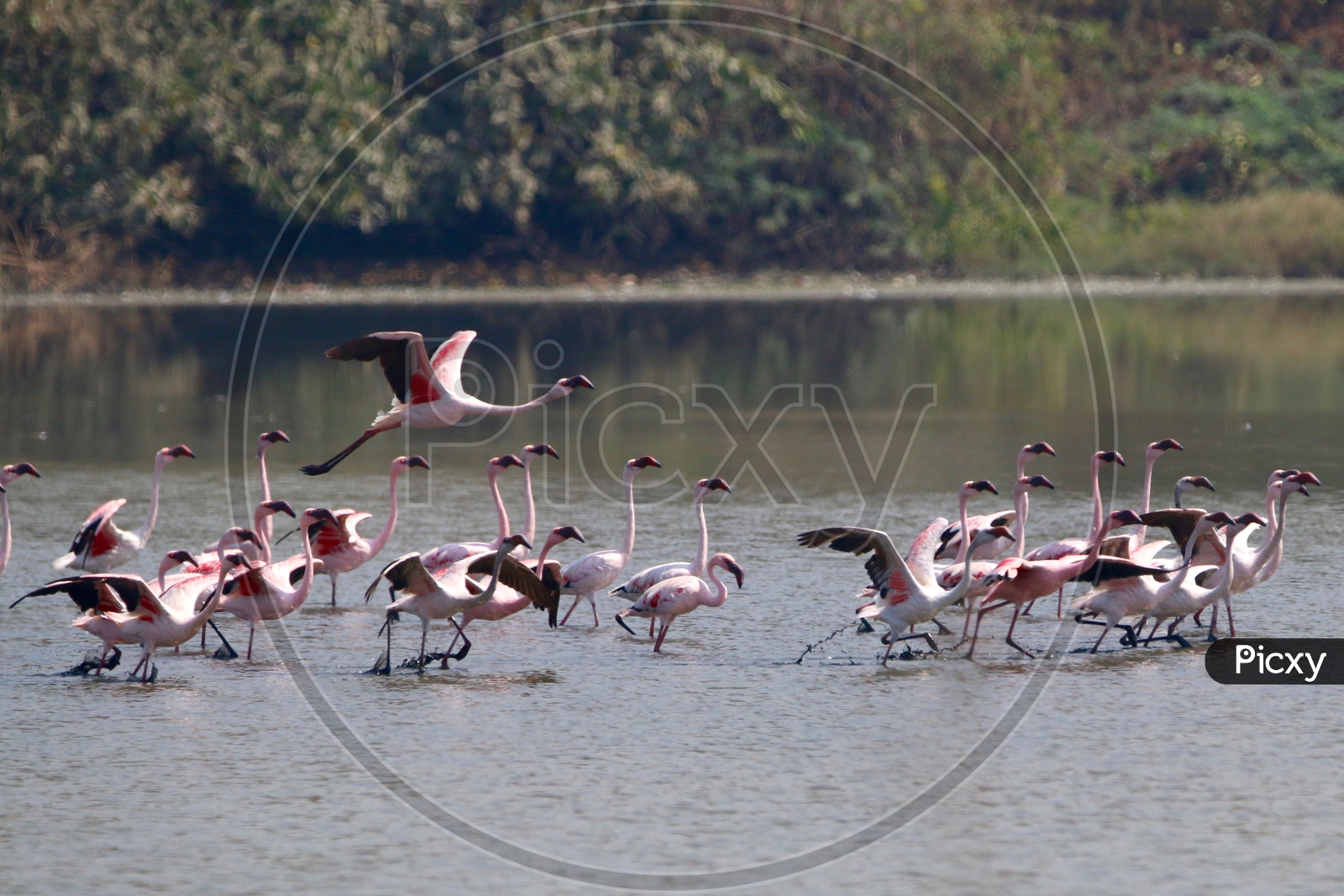 Mumbai and it's annual guest The Flamingos