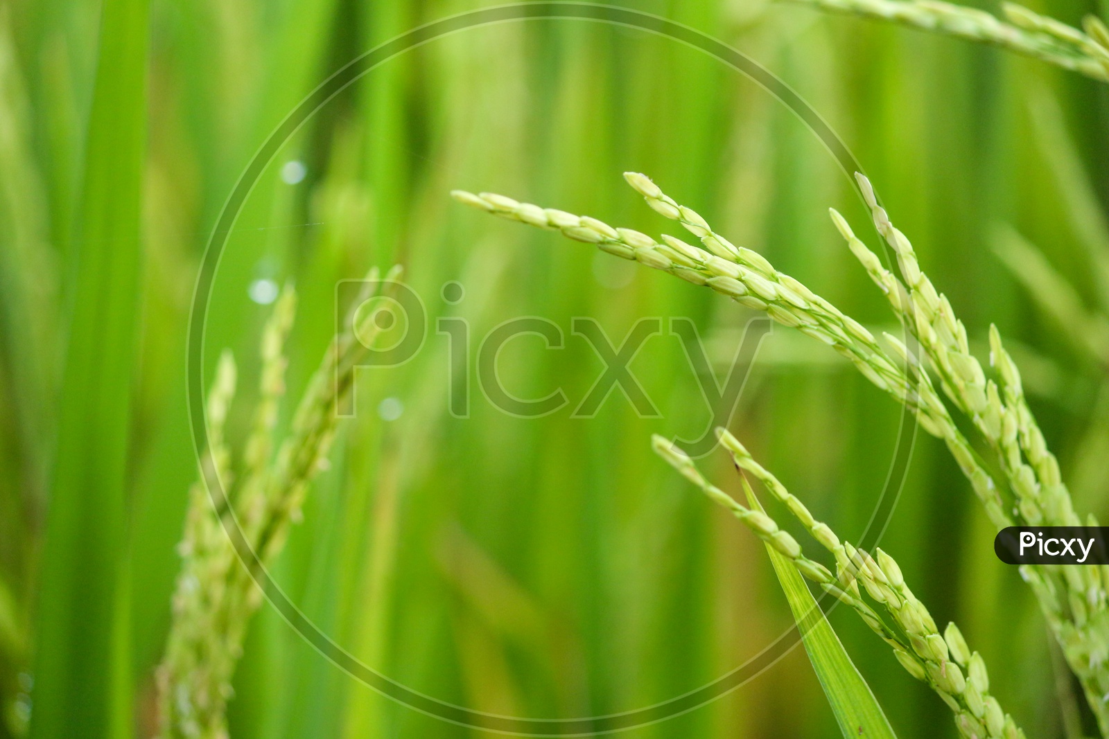 Rice plant seeds