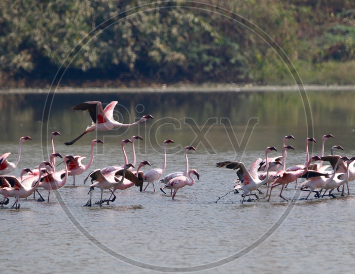 Mumbai and it's annual guest The Flamingos