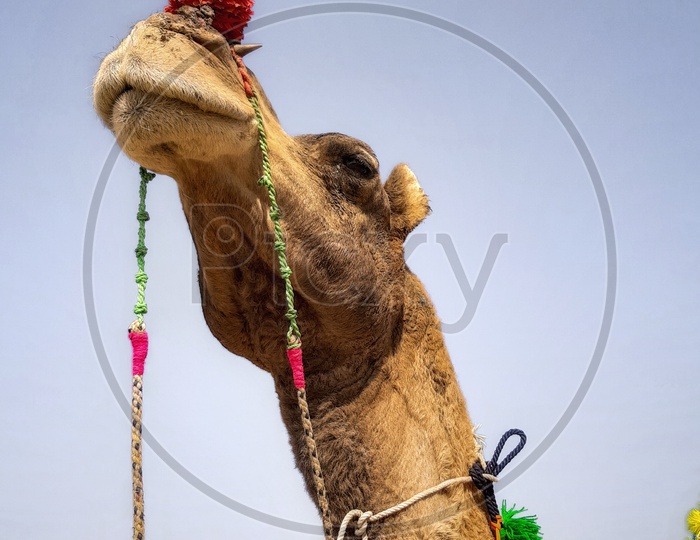 Pushkar Camel Fair's Swag Sawari